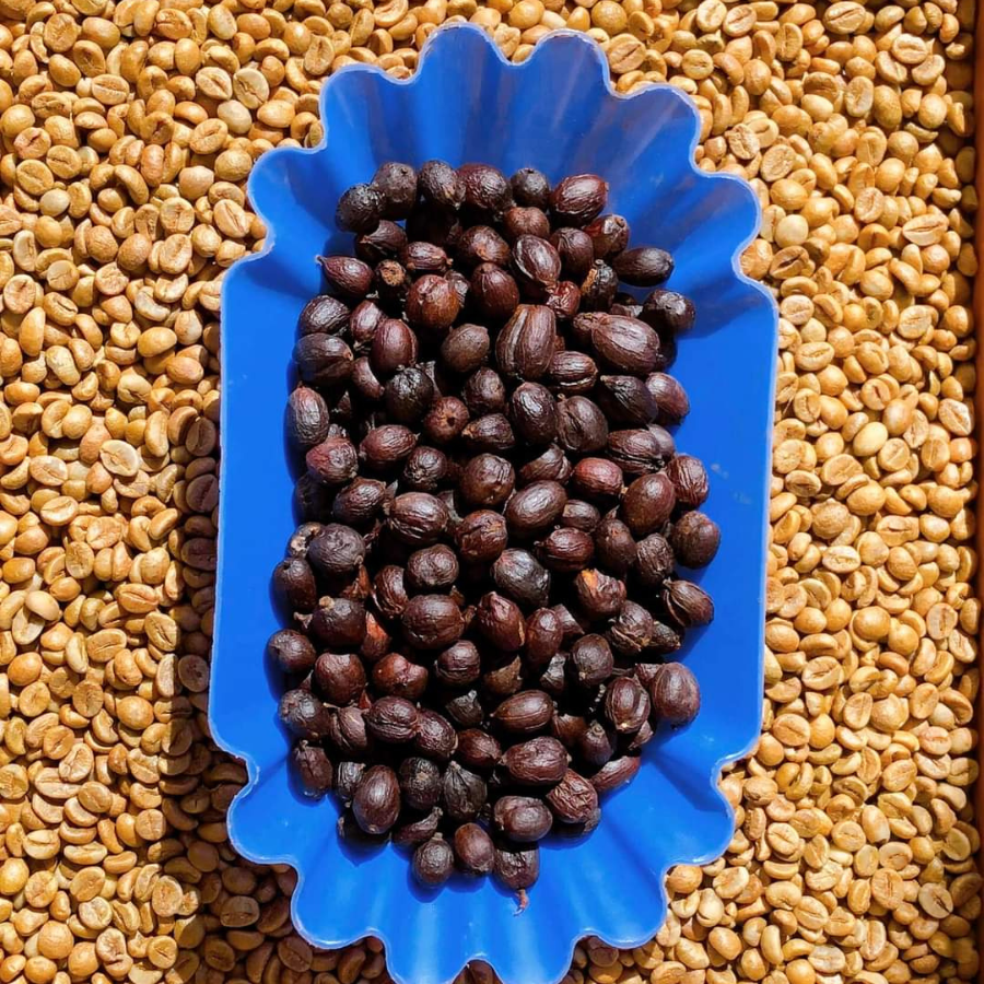 Robusta Natural Drai Farm