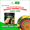 Thức ăn bò sát IGUANA Trưởng Thành dạng VIÊN - Rồng Nam Mỹ Trưởng Thành từ 1m trở lên