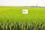  GIỐNG LÚA THUẦN TBR-1 