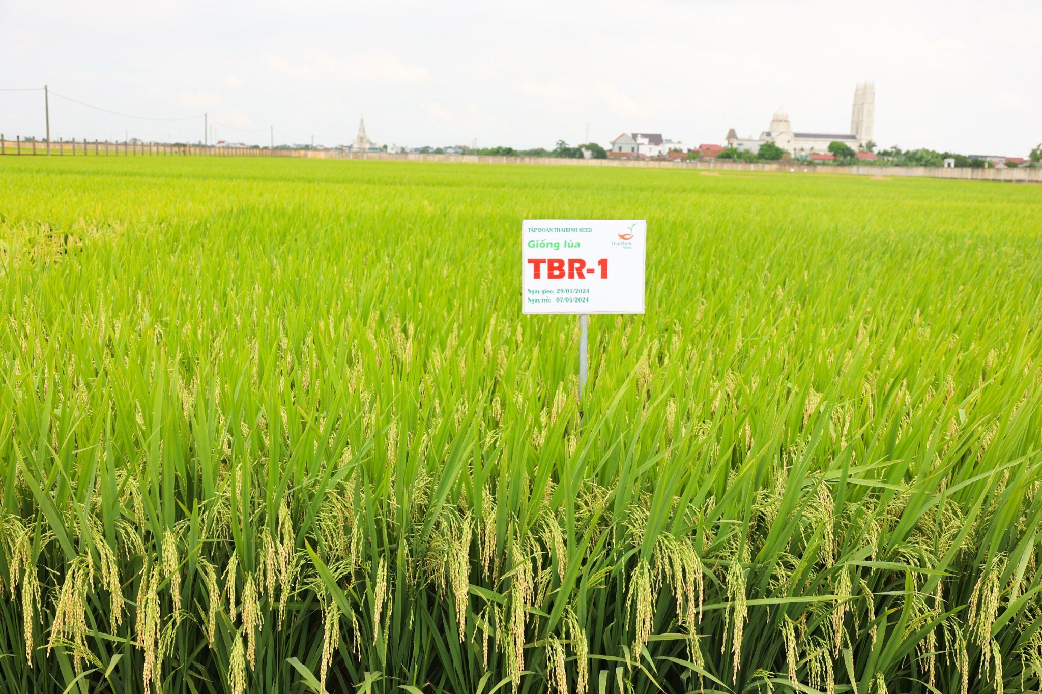  GIỐNG LÚA THUẦN TBR-1 