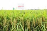  GIỐNG LÚA ĐÔNG A1 