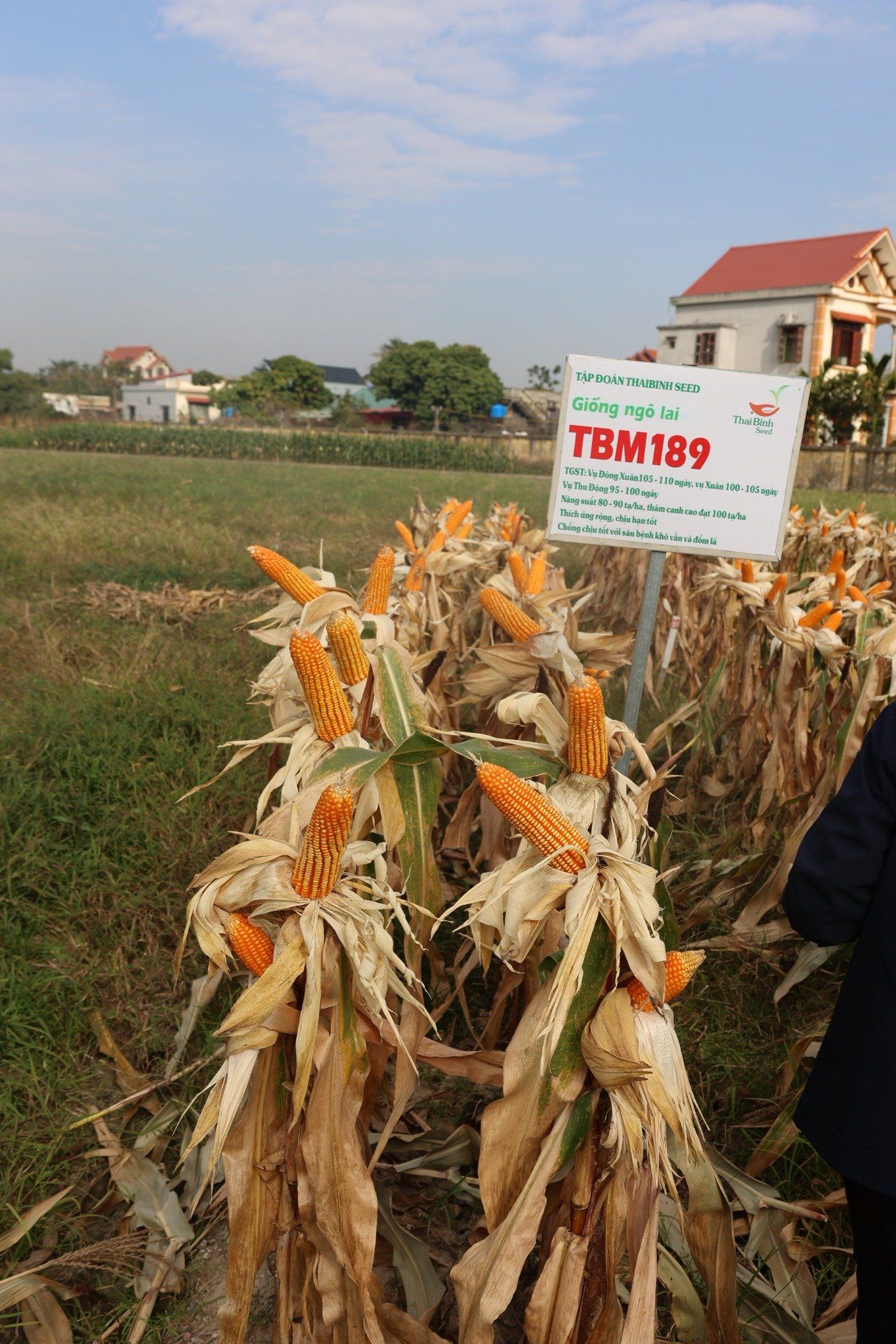  GIỐNG NGÔ LAI TBM189 