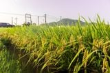  GIỐNG LÚA LAI THÁI XUYÊN 111 