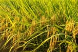  GIỐNG LÚA LAI THÁI XUYÊN 111 