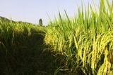  GIỐNG LÚA LAI THÁI XUYÊN 111 