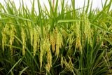  GIỐNG LÚA LAI THÁI XUYÊN 111 