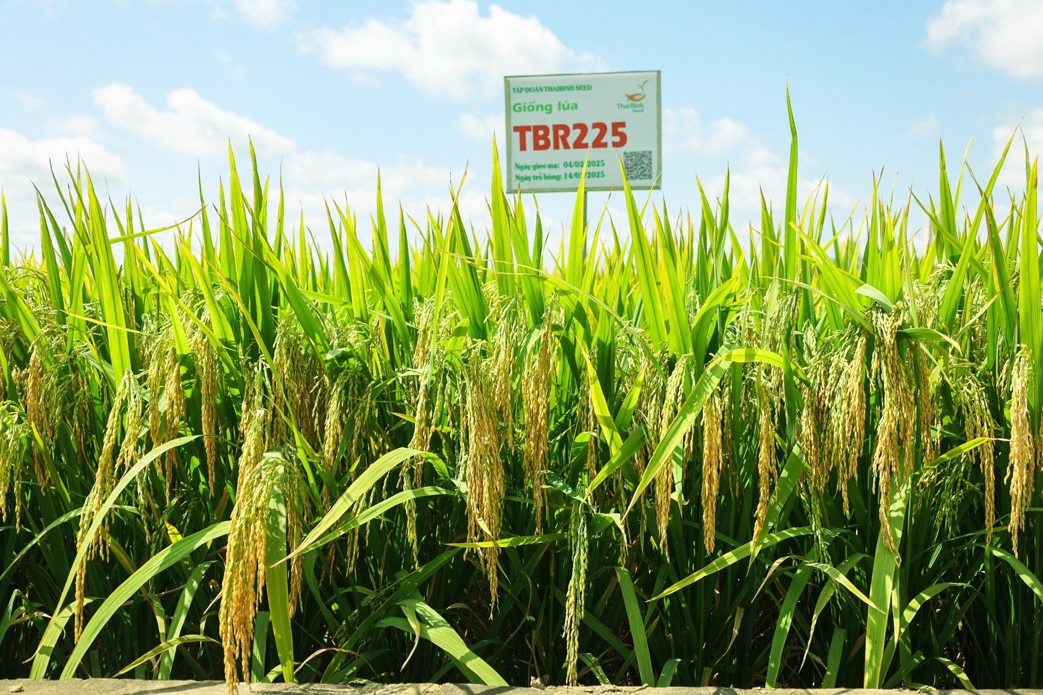  GIỐNG LÚA THUẦN TBR225 MỚI 