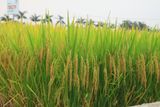 GIỐNG LÚA TBR279 