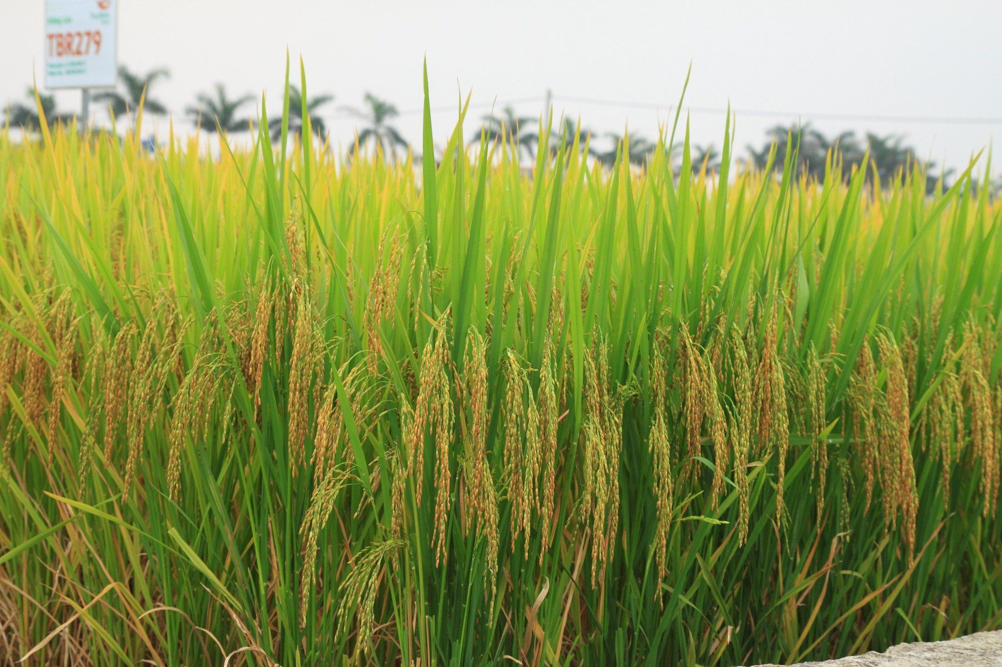  GIỐNG LÚA TBR279 