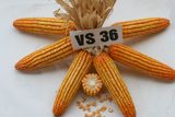  NGÔ LAI VS36 