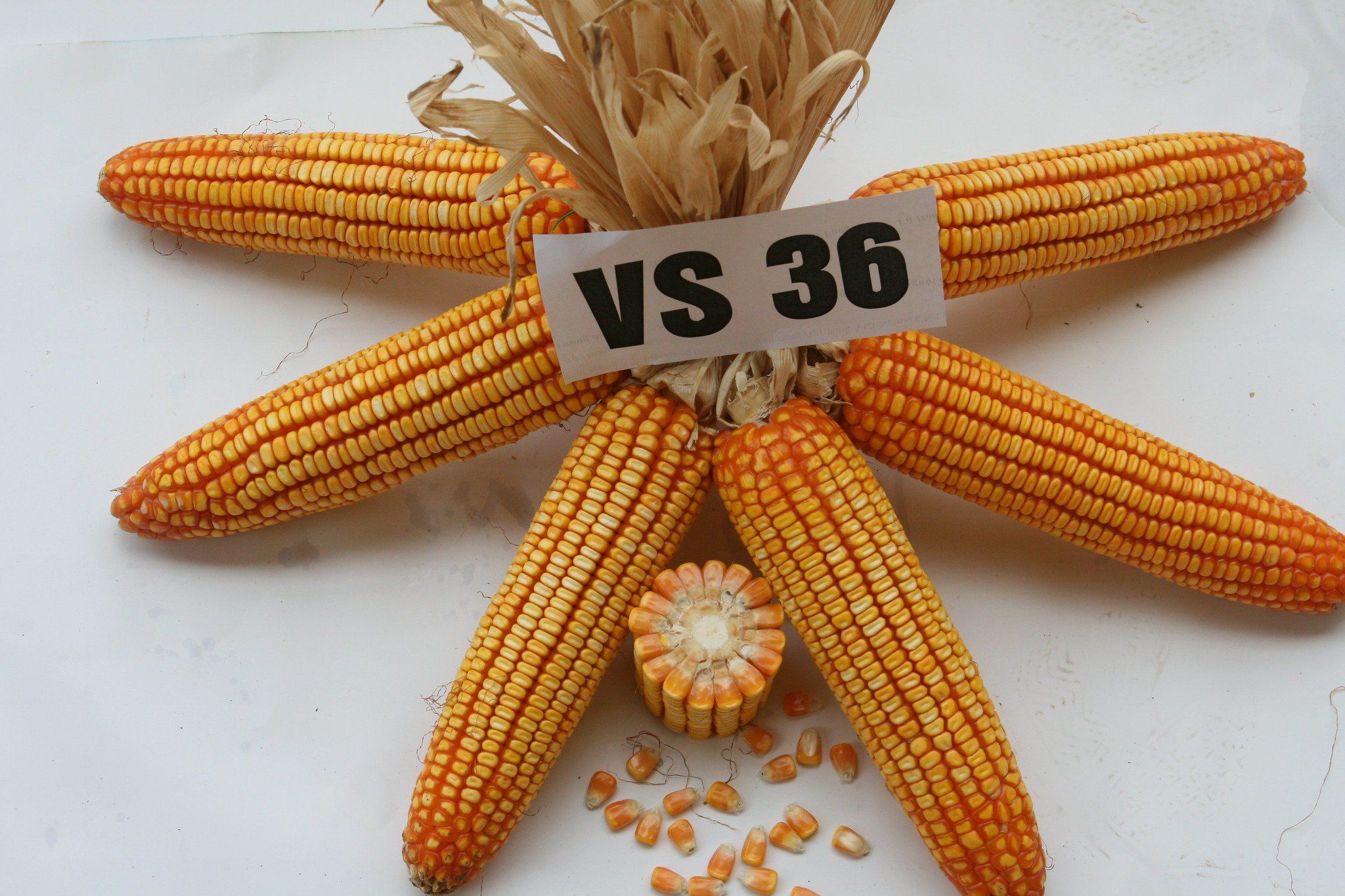  NGÔ LAI VS36 
