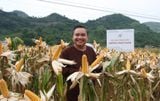  NGÔ LAI VS36 