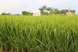  GIỐNG LÚA THUẦN TBR45 