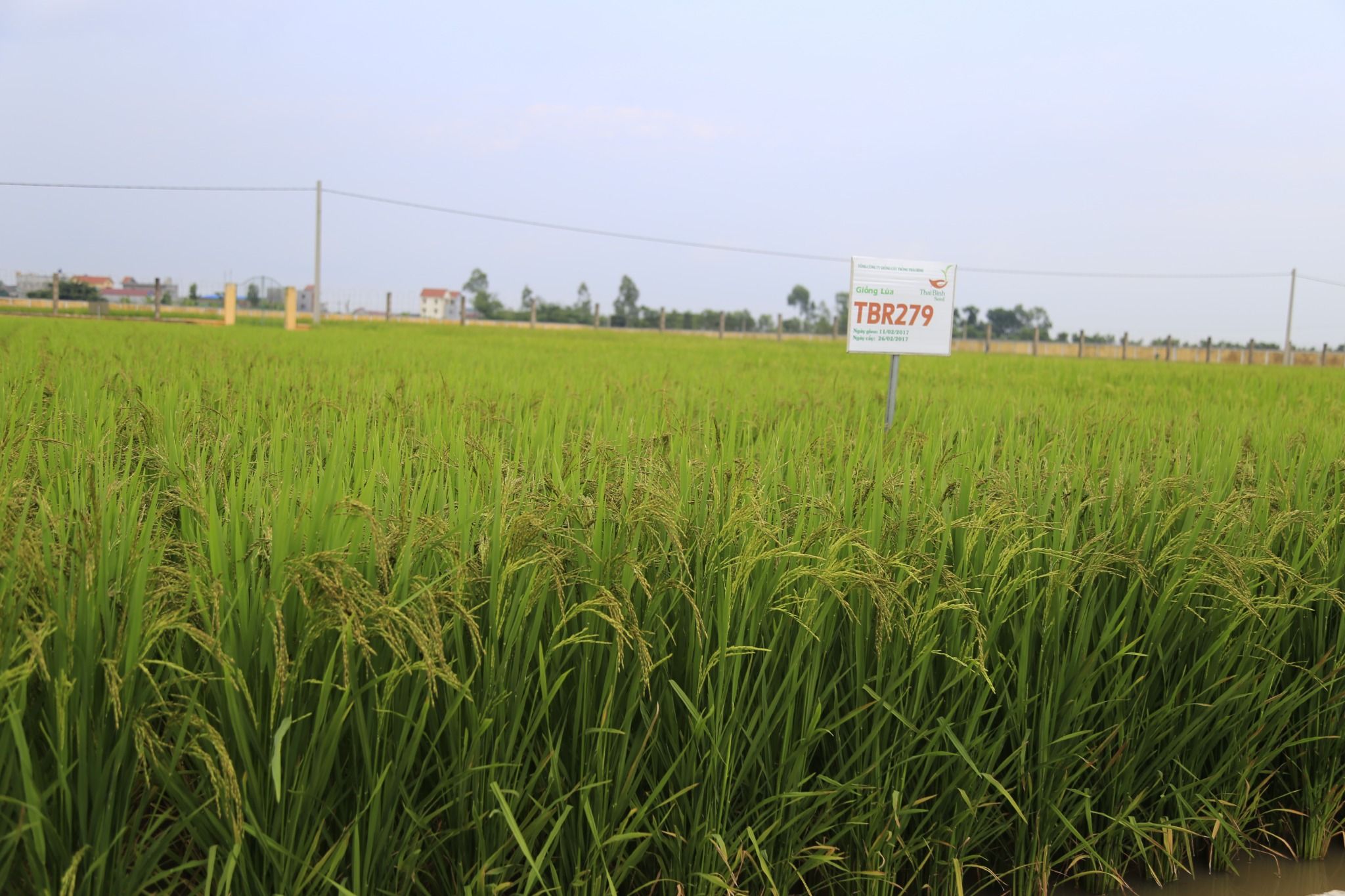  GIỐNG LÚA TBR279 