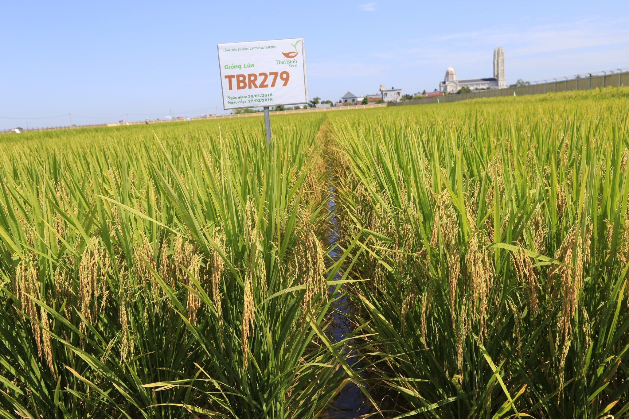  GIỐNG LÚA TBR279 
