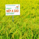  GIỐNG LÚA NẾP A SÀO 