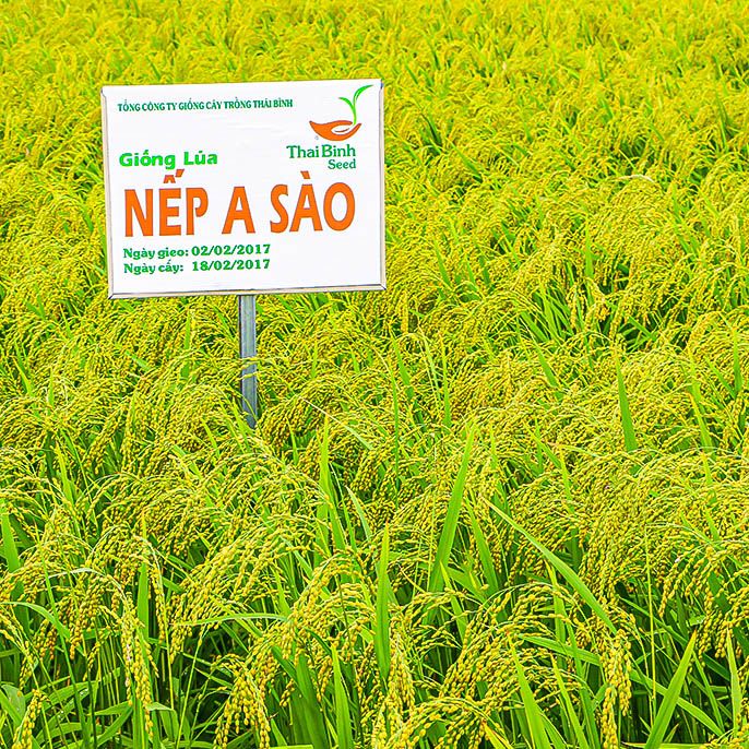  GIỐNG LÚA NẾP A SÀO 