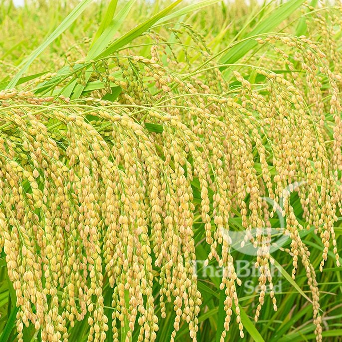  GIỐNG LÚA NẾP A SÀO 