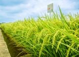  GIỐNG LÚA THUẦN BC15 