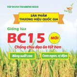  GIỐNG LÚA THUẦN BC15 