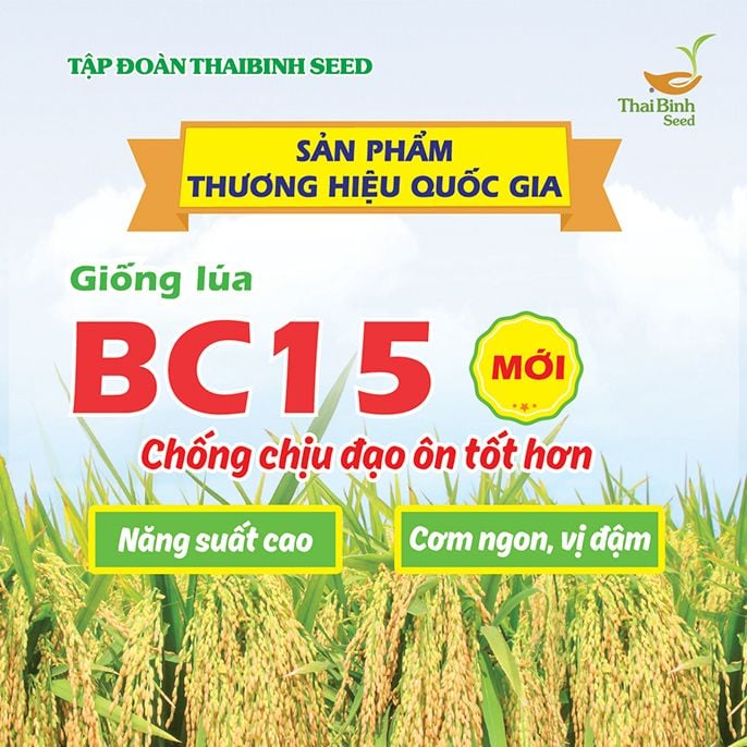  GIỐNG LÚA THUẦN BC15 