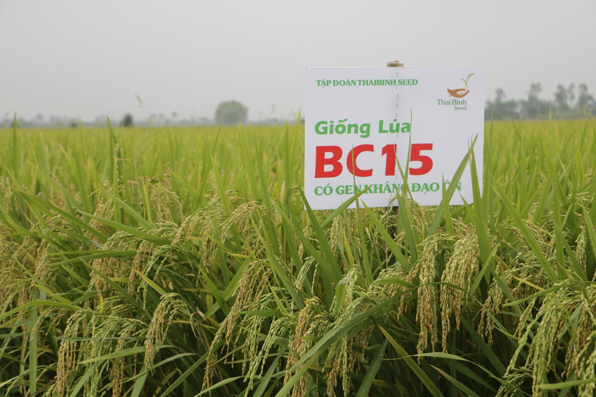  GIỐNG LÚA THUẦN BC15 