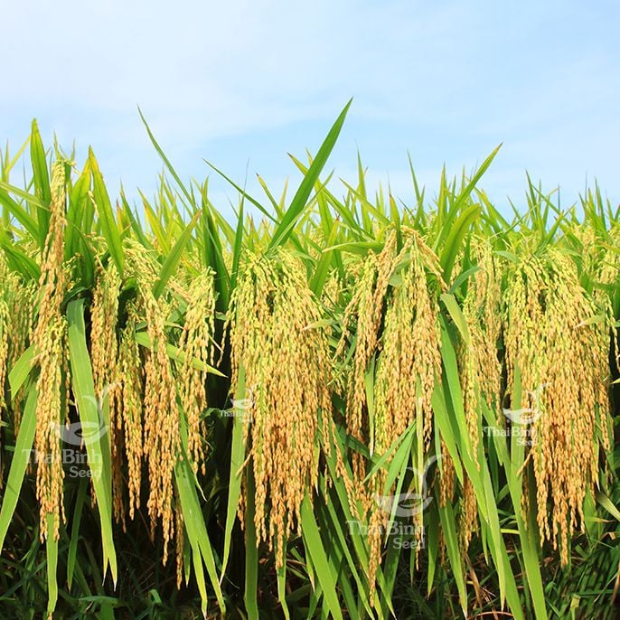  GIỐNG LÚA THUẦN BC15 