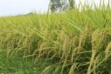  GIỐNG LÚA THUẦN BC15 