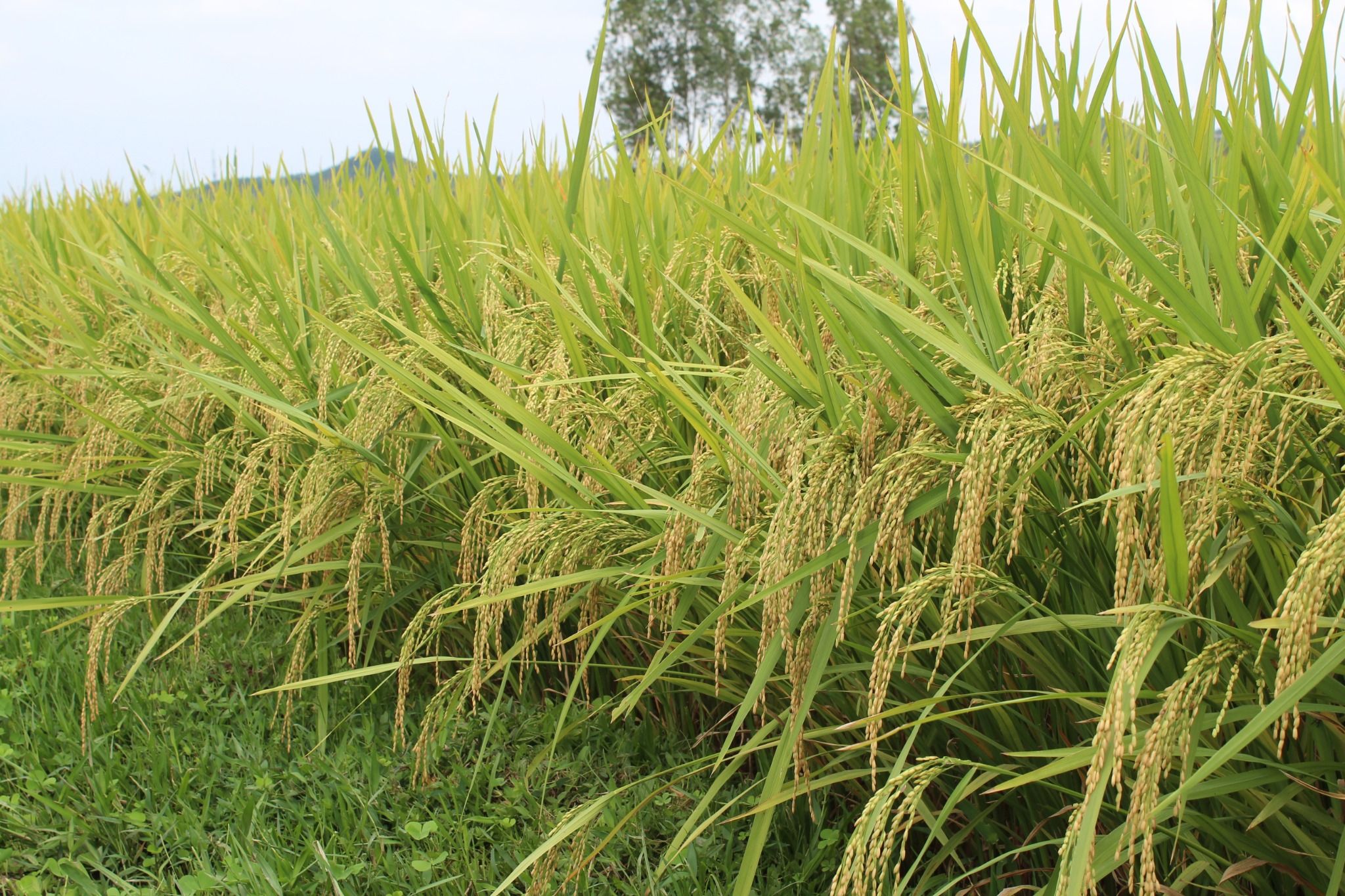  GIỐNG LÚA THUẦN BC15 