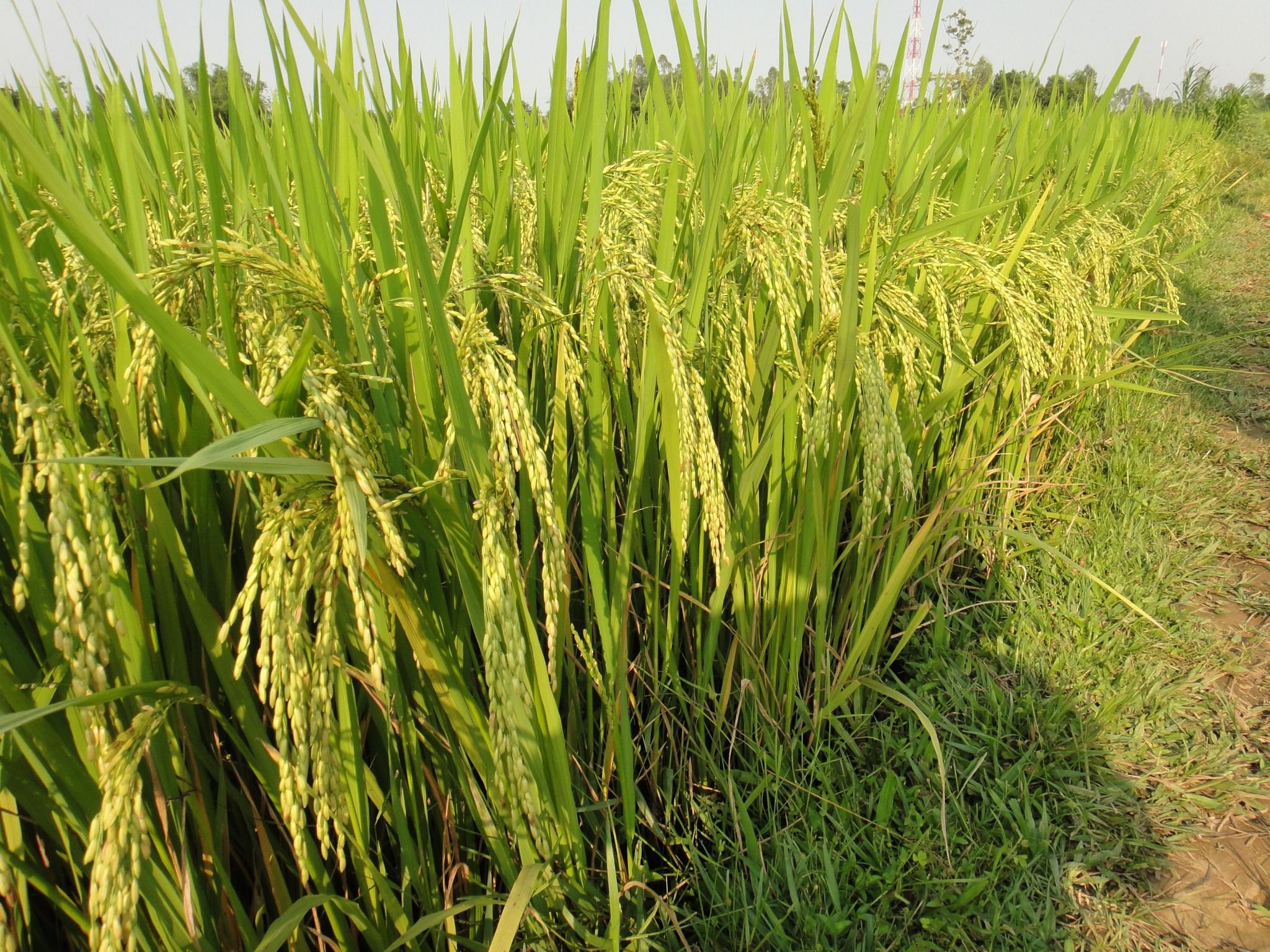  GIỐNG LÚA THUẦN BC15 
