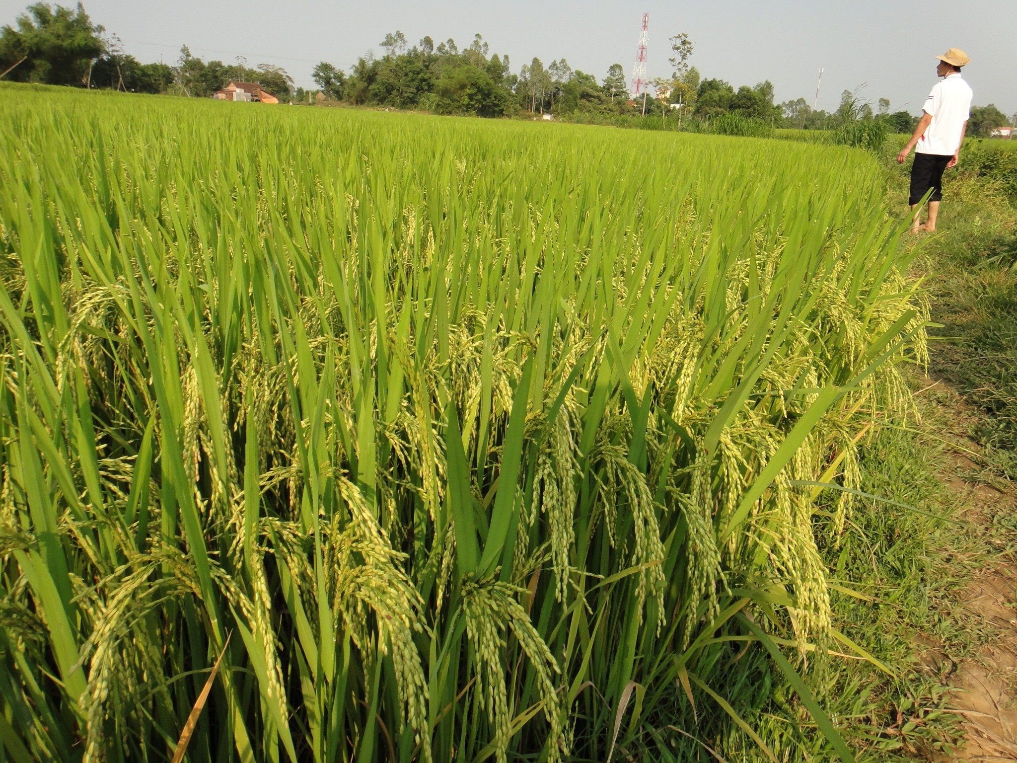  GIỐNG LÚA THUẦN BC15 