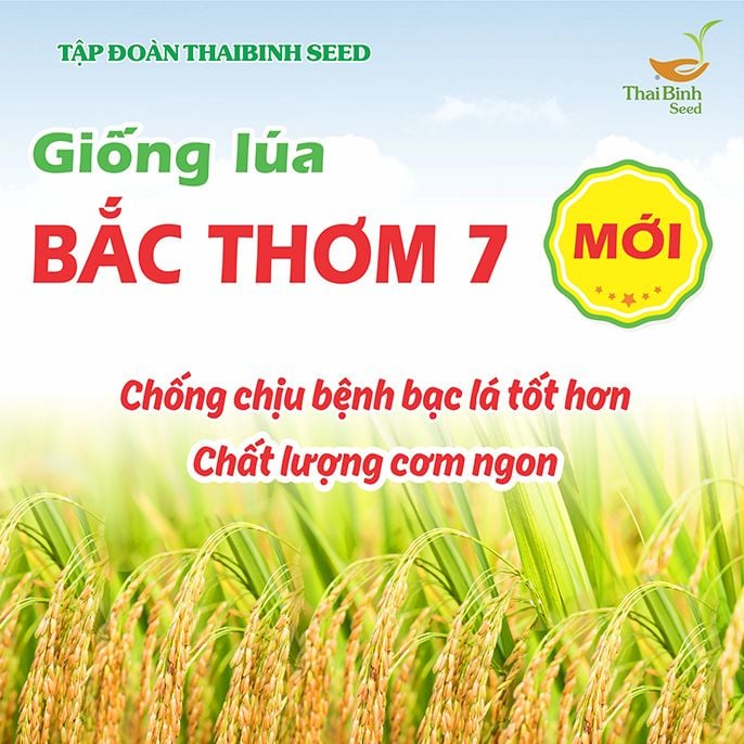  GIỐNG LÚA BT7KBL-02 (Bắc thơm 7 có gen kháng bạc lá) 