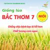  GIỐNG LÚA BT7KBL-02 (Bắc thơm 7 có gen kháng bạc lá) 