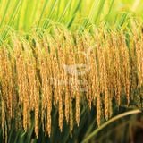  GIỐNG LÚA BT7KBL-02 (Bắc thơm 7 có gen kháng bạc lá) 