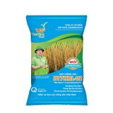  GIỐNG LÚA BT7KBL-02 (Bắc thơm 7 có gen kháng bạc lá) 