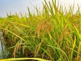  GIỐNG LÚA BT7KBL-02 (Bắc thơm 7 có gen kháng bạc lá) 