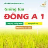  GIỐNG LÚA ĐÔNG A1 