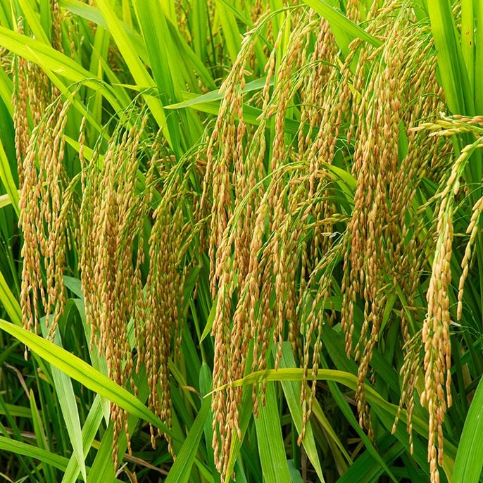  GIỐNG LÚA ĐÔNG A1 