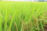  GIỐNG LÚA THUẦN TBR89 