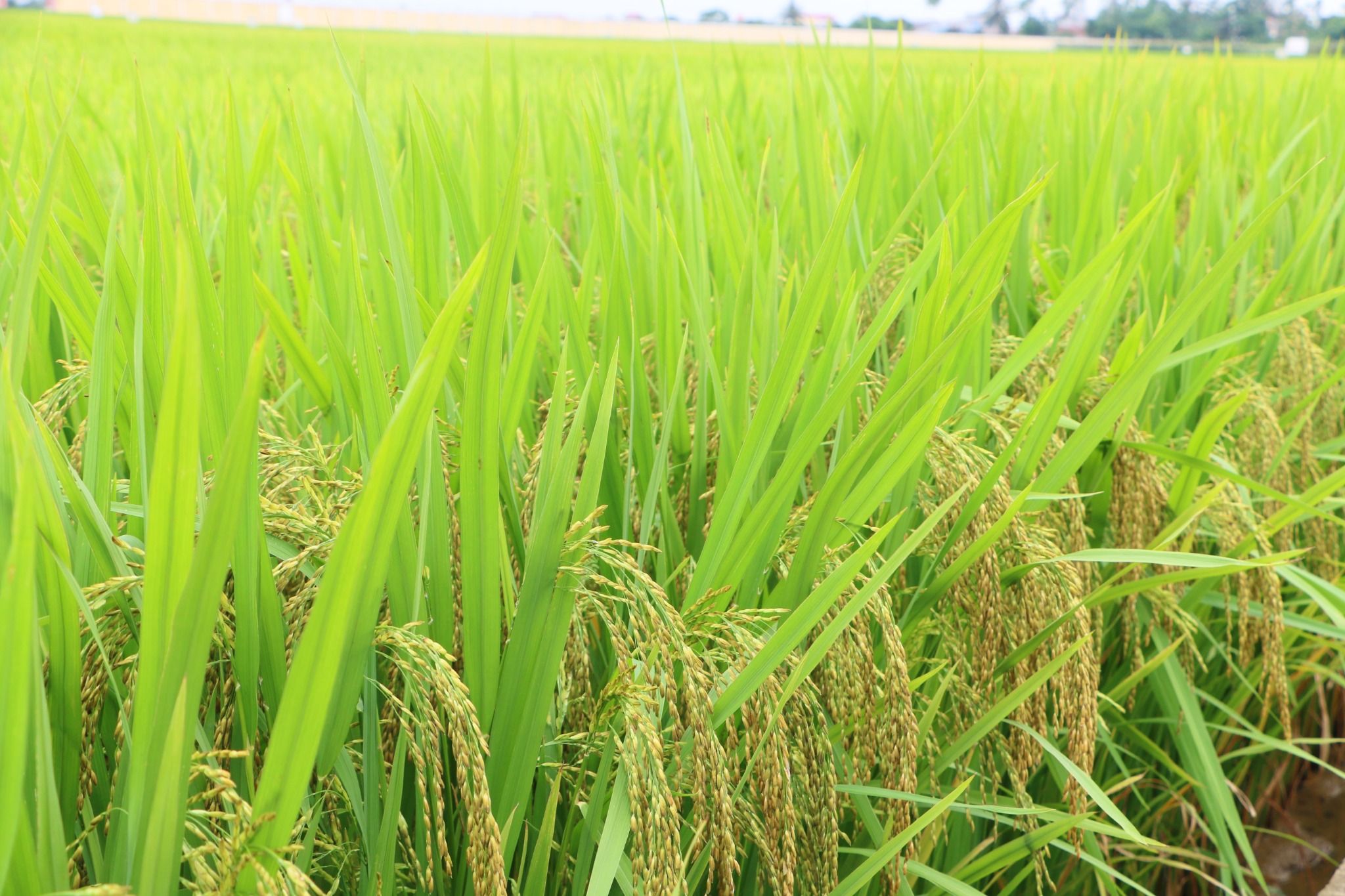  GIỐNG LÚA THUẦN TBR89 