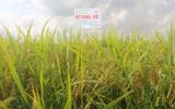  GIỐNG LÚA BT7KBL-02 (Bắc thơm 7 có gen kháng bạc lá) 