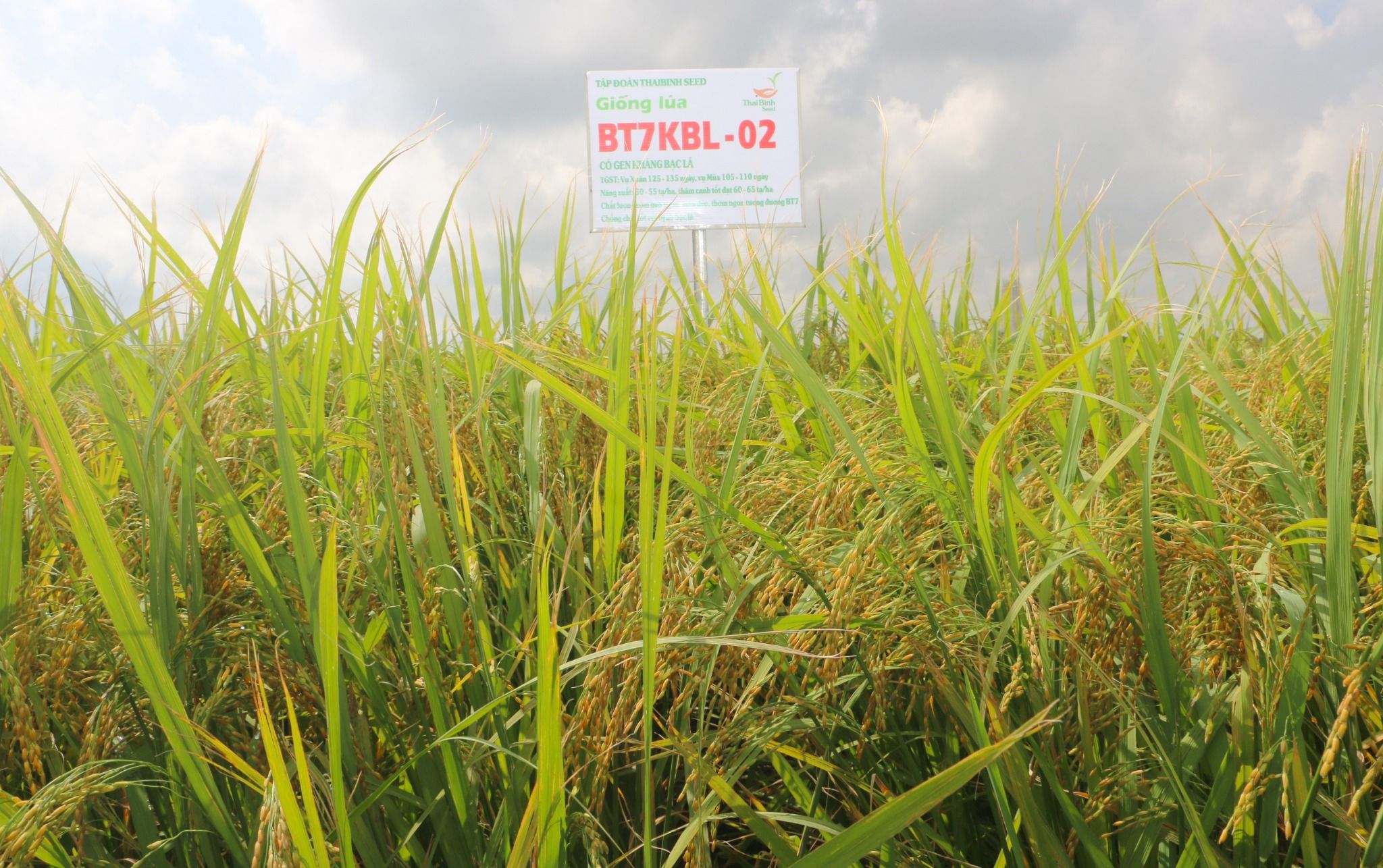  GIỐNG LÚA BT7KBL-02 (Bắc thơm 7 có gen kháng bạc lá) 