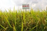  GIỐNG LÚA BT7KBL-02 (Bắc thơm 7 có gen kháng bạc lá) 