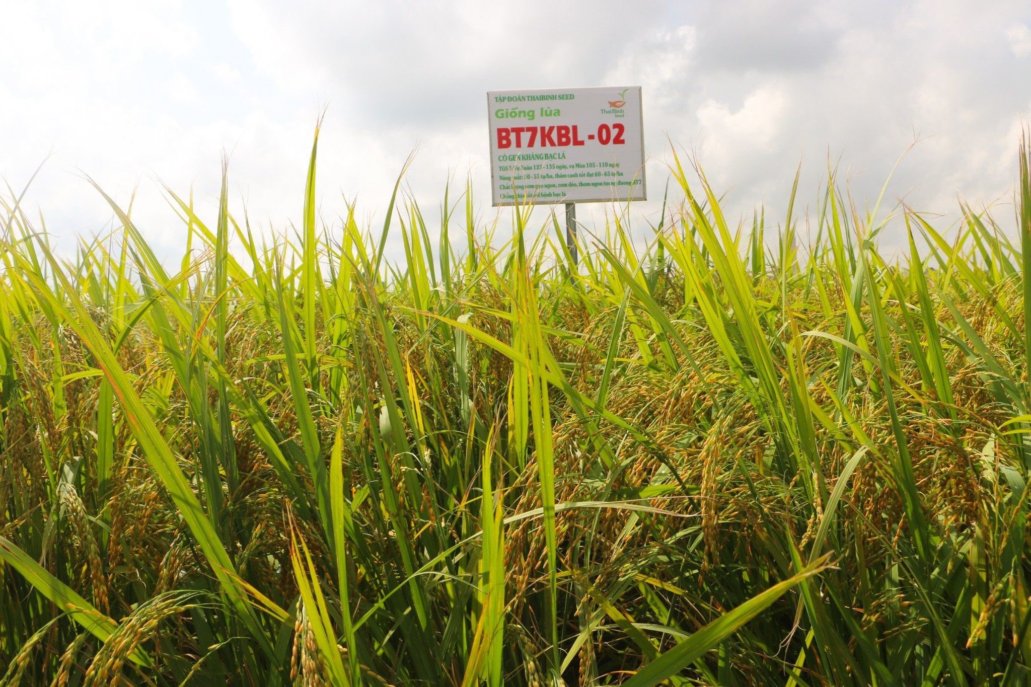  GIỐNG LÚA BT7KBL-02 (Bắc thơm 7 có gen kháng bạc lá) 