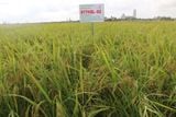  GIỐNG LÚA BT7KBL-02 (Bắc thơm 7 có gen kháng bạc lá) 