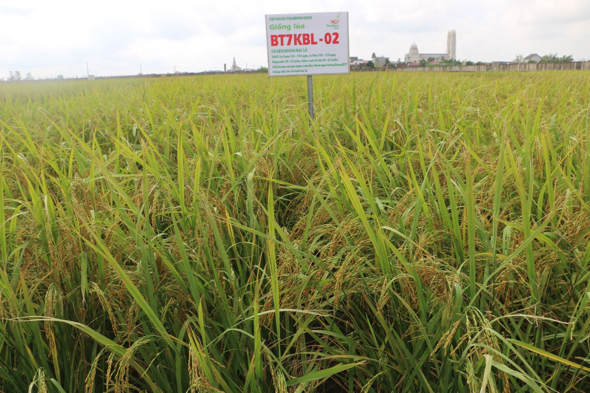  GIỐNG LÚA BT7KBL-02 (Bắc thơm 7 có gen kháng bạc lá) 