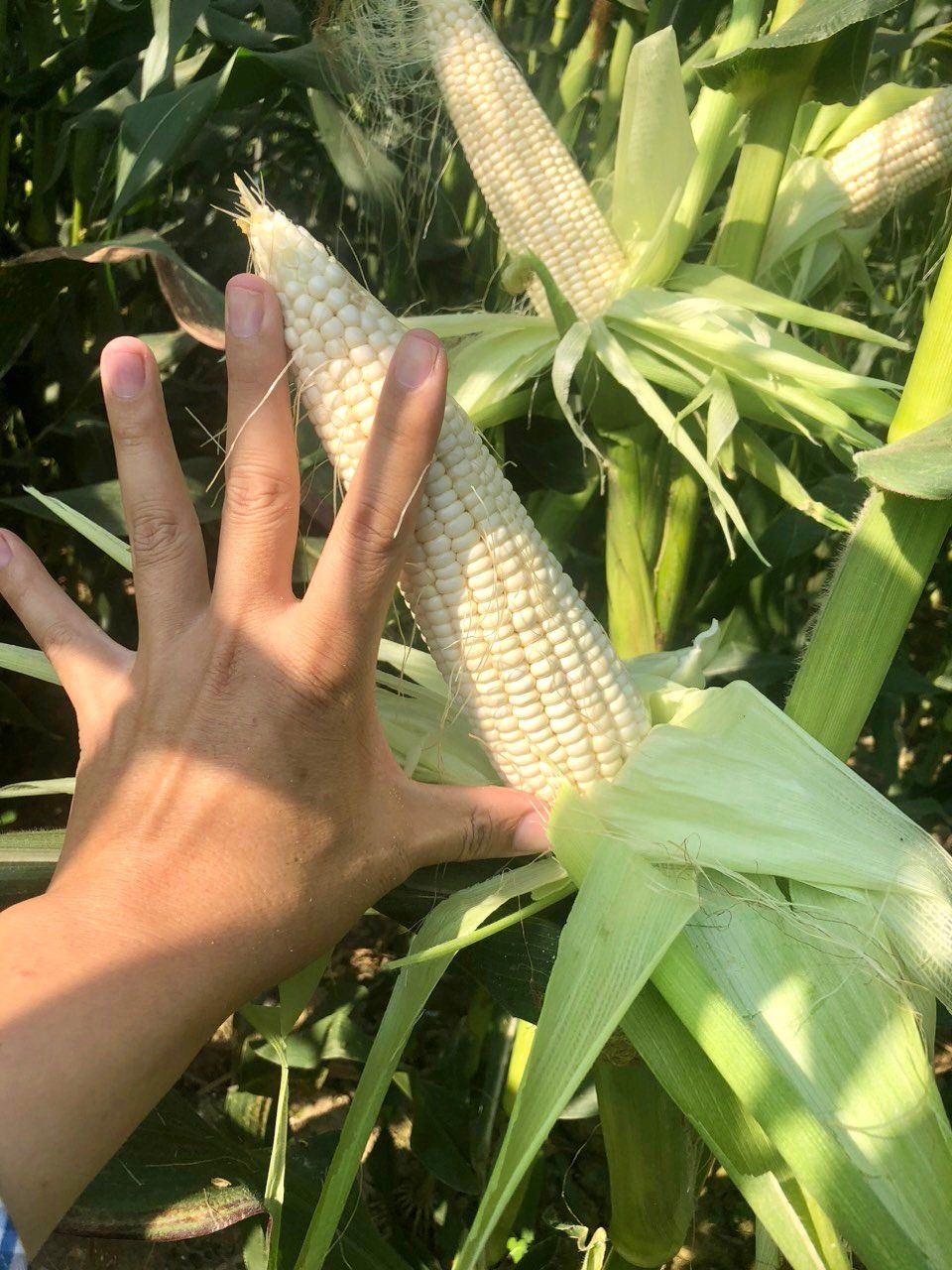  NGÔ NẾP LAI TBM18 