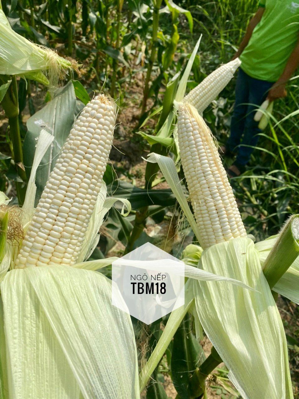  NGÔ NẾP LAI TBM18 
