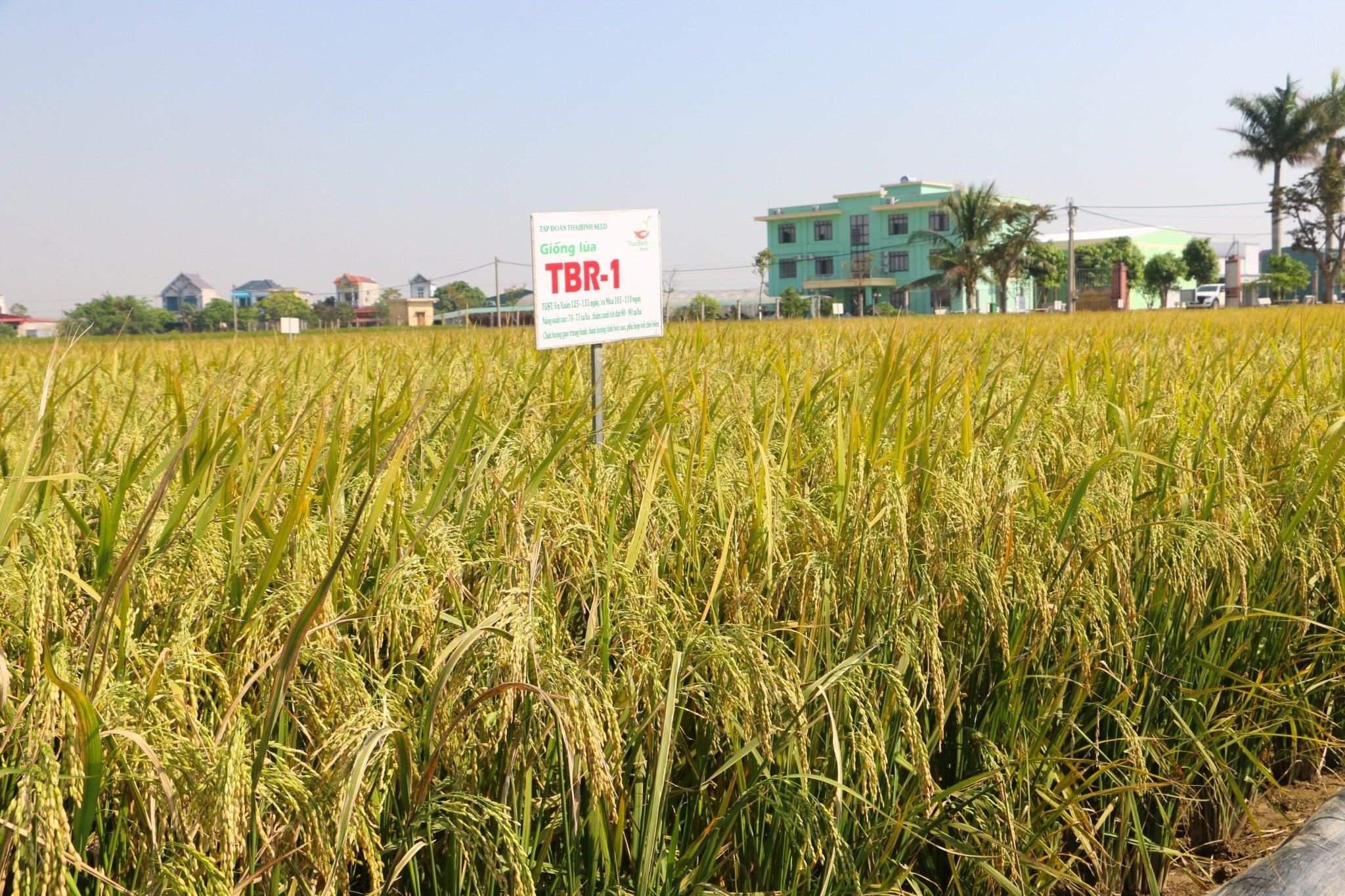  GIỐNG LÚA THUẦN TBR-1 