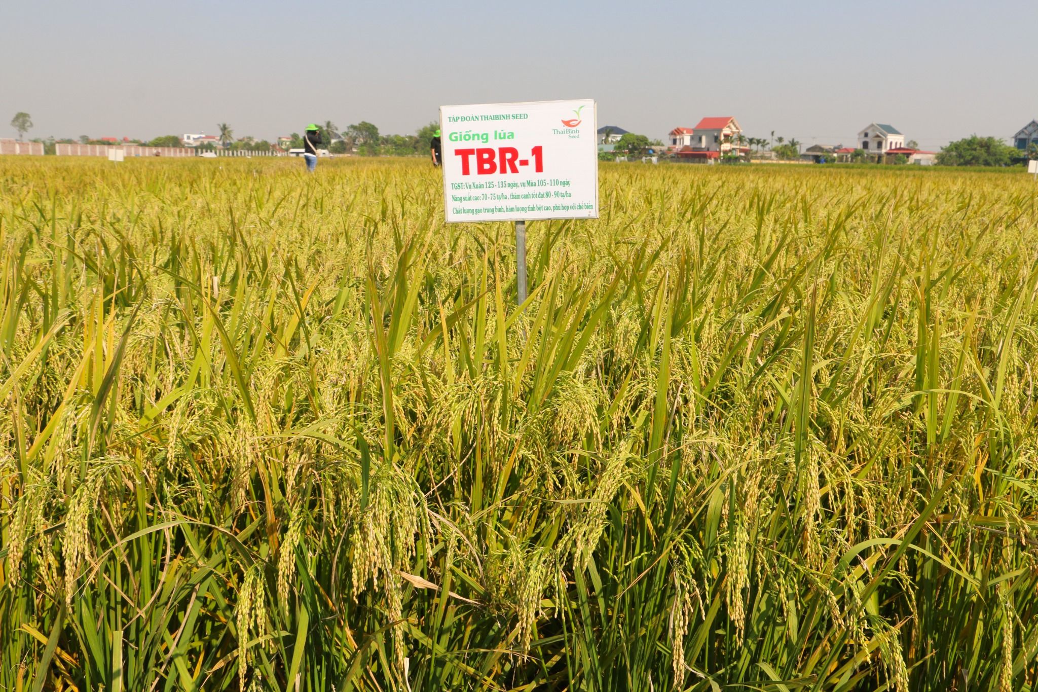  GIỐNG LÚA THUẦN TBR-1 